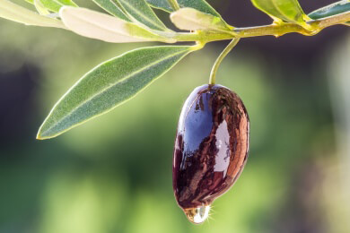 Olivenöl: Richtig gesund als "extra vergine"