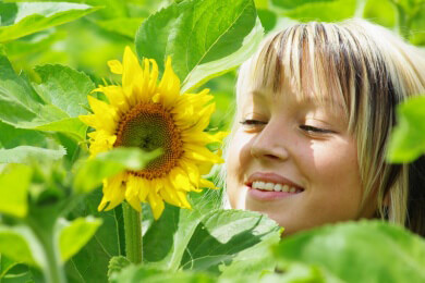 Auch die Sonnenblume besitzt Heilkräfte