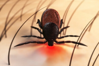 Zeckenkarten bieten eine sinnvolle Hilfe beim Entfernen der Spinnentiere an