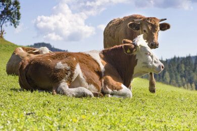 Gegen Stress hilft Kuhkuscheln im Sauerland