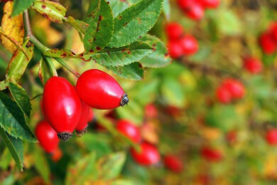 Auch Rosen haben Heilkräfte