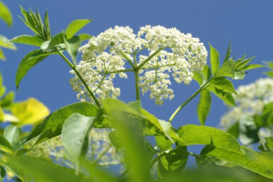 Reifer Holunder - Roher Verzehr der Beeren kann Vergiftungen auslösen