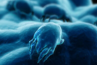 Zwischenbettbezüge sorgen für milbenfreie Nachtruhe