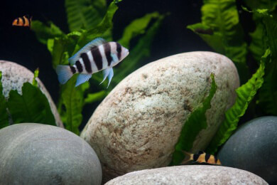 Ein echtes Energie-Spar-Wunder - neues "Öko"-Aquarium auf dem Markt