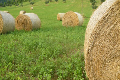 Anspannungen durch den Duft von frisch gemähtem Gras mildern