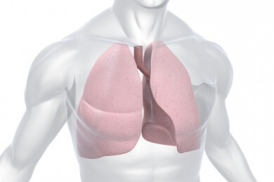 Das menschliche Atmungsorgan und wie man mit dem richtigen Atmen gesünder leben kann