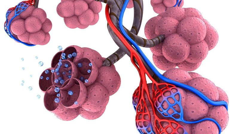 3-D-Grafik von Lungenbläschen, die das Blut mit Sauerstoff anreichern, weißer Hintergrund