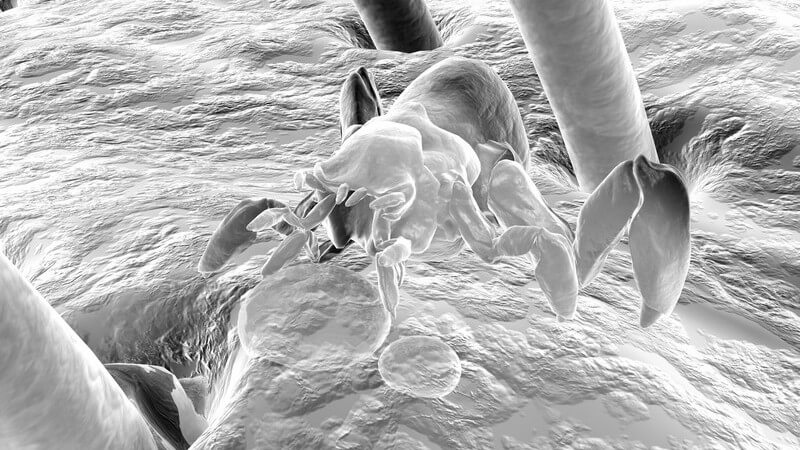Mikroskopaufnahme einer Milbe