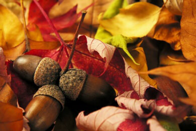 Rotes Laub in Amerika, gelbes in Europa und die Frage nach dem Warum