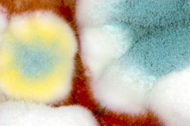 Getreide: Giftige Gefahr Mykotoxine