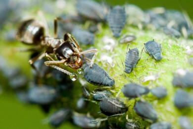 "Leichengeruch" lehrt Insekten das Fürchten