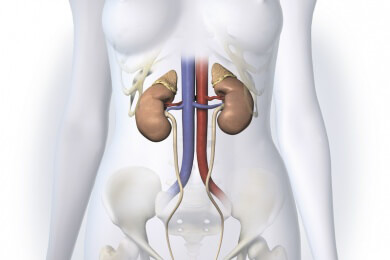 Vorbeugung gegen Nierensteine