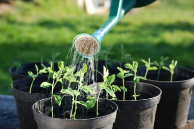 Auch Pflanzen erkennen ihre verwandten Geschwister