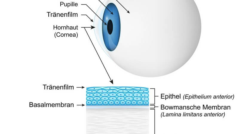 Grafische Darstellung des Aufbaus der Hornhaut des Auges, mit Beschriftung