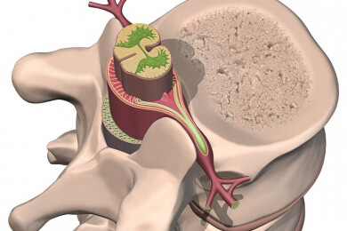 Vermindertes Schmerzempfinden wird über Nervenzellen im Rückenmark gesteuert