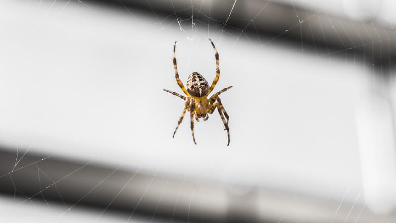 Kreuzspinne hängt im Spinnennetz