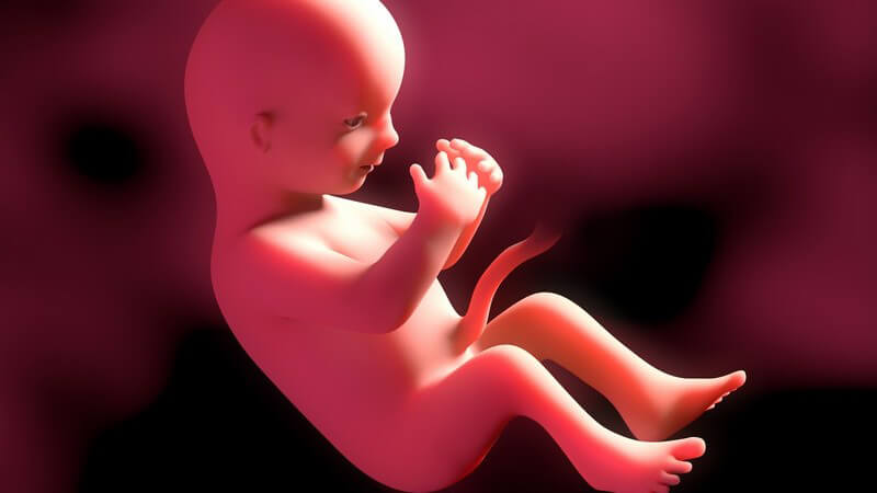 Rote 3-D-Grafik eines Embryos in der 31. Schwangerschaftswoche (31. SSW)