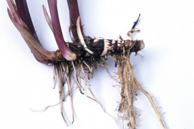 Kalmus hilft nicht nur bei Magenbeschwerden