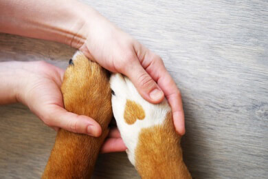 Dating-Portal für Hunde im Netz