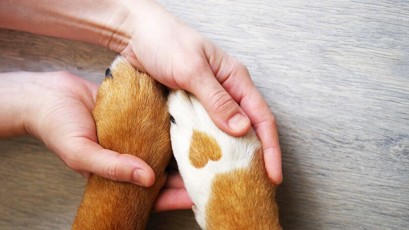 Hände umfassen zwei Hundepfoten mit braun-weißem Fell, auf einer Pfote ist ein braunes Herz zu sehen