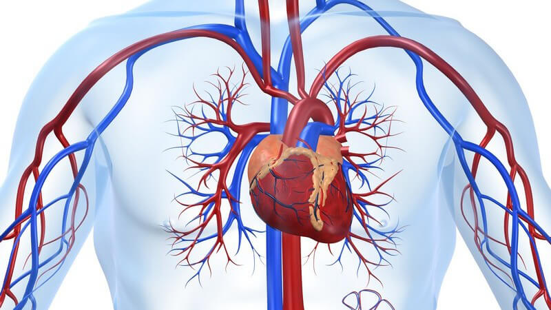 Grafische Darstellung cardiovaskuläres System, weißer Hintergrund