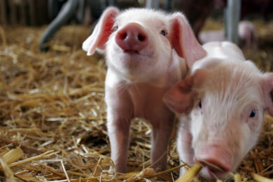 Schmutzige Ferkel sind gesünder als saubere
