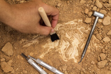 Bisher unbekannte Dinosaurierart bei Ausgrabungen in New Mexiko gefunden