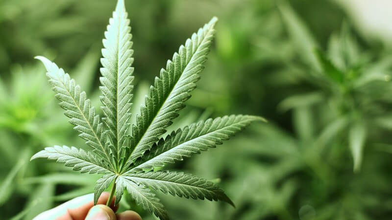 Hand hält Cannabispflanze