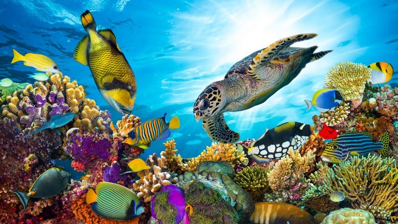 Bunte Fische und eine Schildkröte an einem Korallenriff