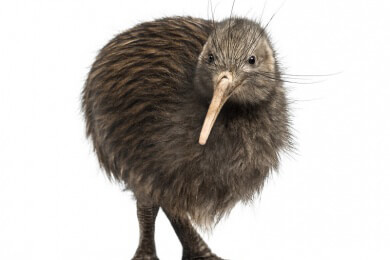 Extreme Dürre in Neuseeland: Kiwis und andere Tiere verhungern