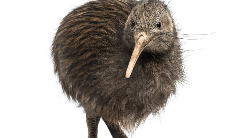 Brauner Kiwi (Vogel) vor weißem Hintergrund