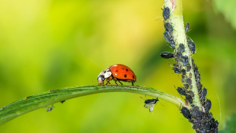 Marienkäfer spaziert über ein Blatt, an der Pflanzen haften lauter Läuse