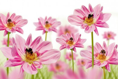 Pflanzen produzieren Wärme durch Hefe