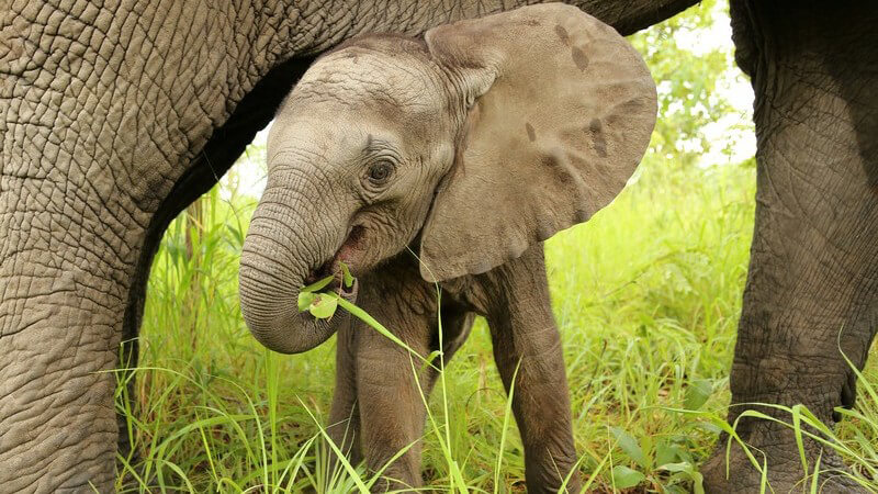 Afrikanischer Babyelefant geht unter dem Bauch seiner Mutter her