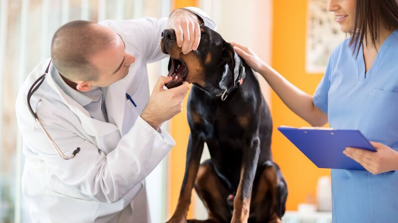 Tierarzt in weißem Kittel schaut einem dunklen Hund in den Mund, daneben steht eine Krankenschwester in blauem Kasack