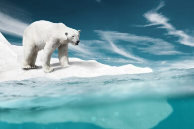 Unbekannte Tiere unter Eis der Antarktis entdeckt