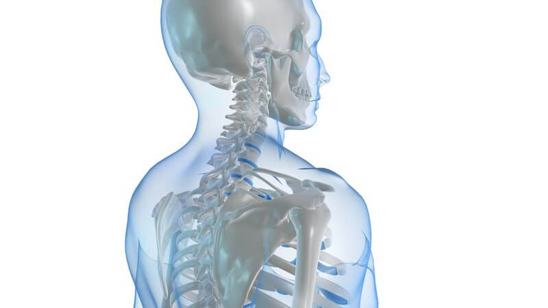 Grafik Seitenansicht menschliches Skelett