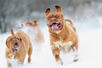 Den inneren Schweinehund mit dem richtigen Hund übertrumpfen