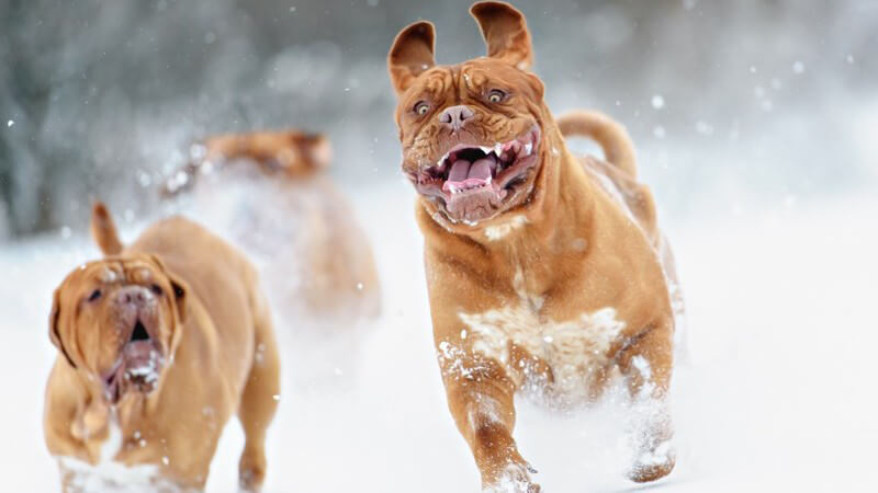 Drei braune Hunde (Bordeauxdoggen) rennen zähnefletschend durch den Schnee