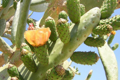 Strom aus Kaktuspflanzen