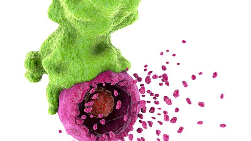 3-D-Grafik einer Krebszelle mit einer T-Killerzelle in grün und lila vor weißem Hintergrund
