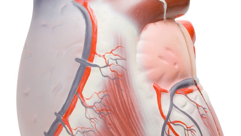 Grafik Herz mit Blutgefäßen auf weißem Hintergrund