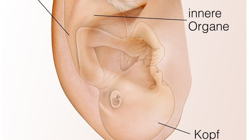 Grafische Darstellung der Ohrakupunkturpunkte mittels auf dem Kopf stehenden Embryos im Ohr, mit Beschriftung