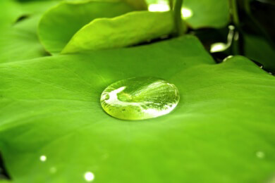 Lotus-Effekt - Neues Verfahren macht Textilien noch wasserabweisender