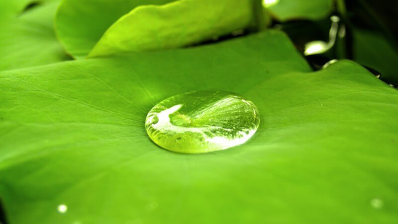 Wassertropfen, perlt auf grünem Blatt ab, Lotuseffekt