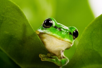 Neue Tierart: Fliegender Mulu-Frosch auf indonesischem Archipel entdeckt