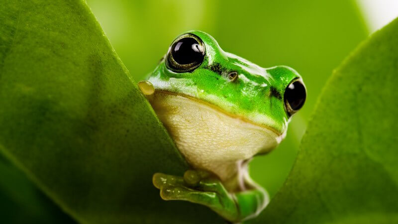 Grüner Frosch guckt zwischen zwei grünen Blättern hervor