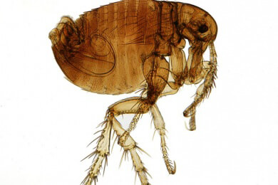 Berliner Naturkundemuseum zeigt eine Ausstellung über Parasiten