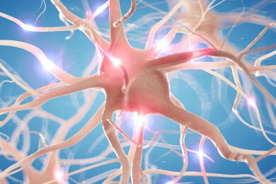 Zellarten aus Stammzellen entwickeln sich in verschiedenen Teilen des Nervensystems