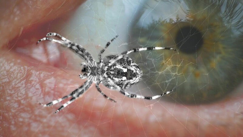 Spinnenphobie - Aufgerissenes Auge, davor Spinne im Netz